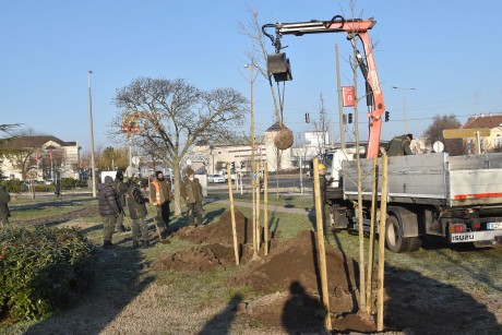 Fák a fenntarthatóságért – páfrányfenyőket ültettek a Petőfi parkban
